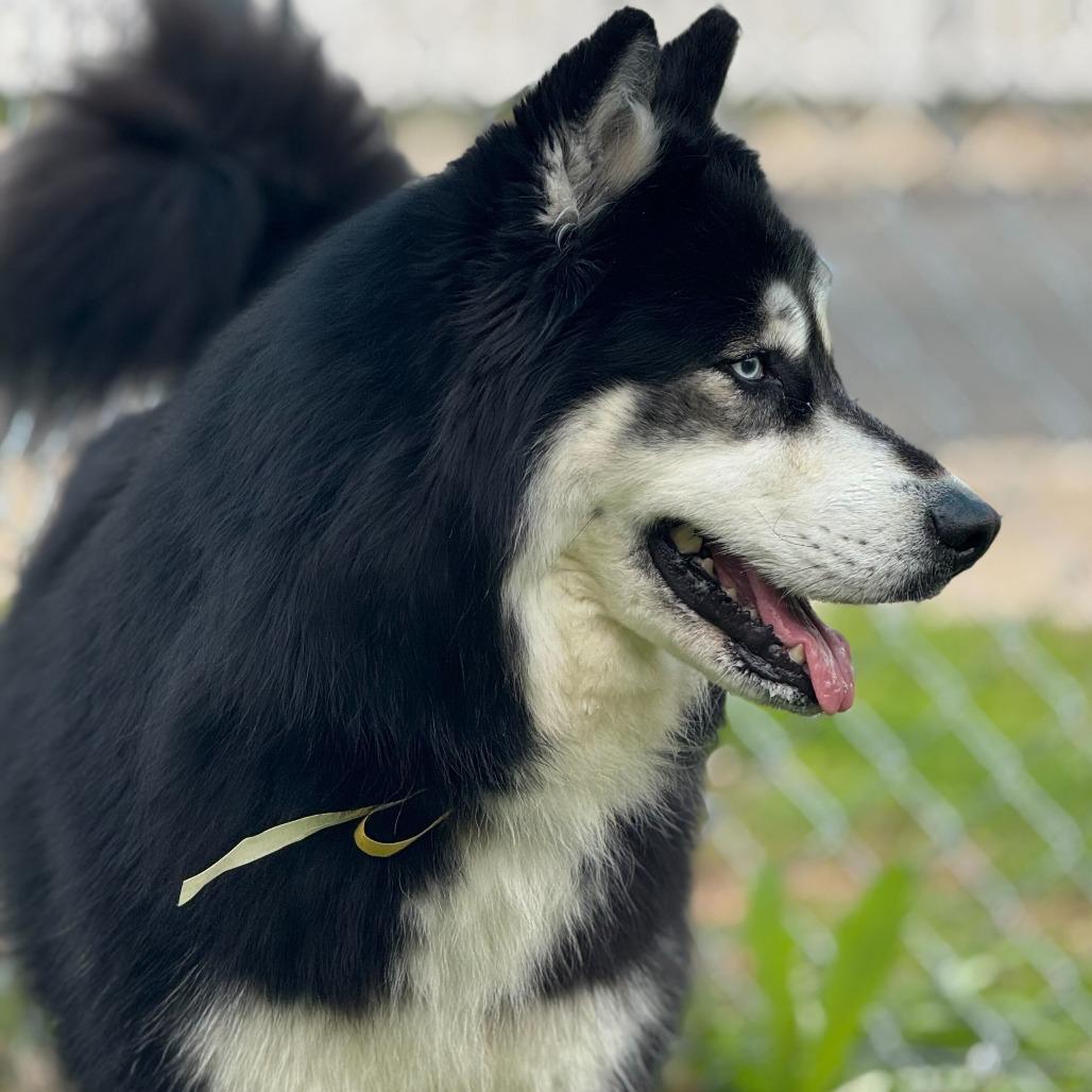 Enlarge Shakira w/ Alexi *Fee Waived!* See our Video!, a Adoptable mixed breed in Springfield, MA image 5/6