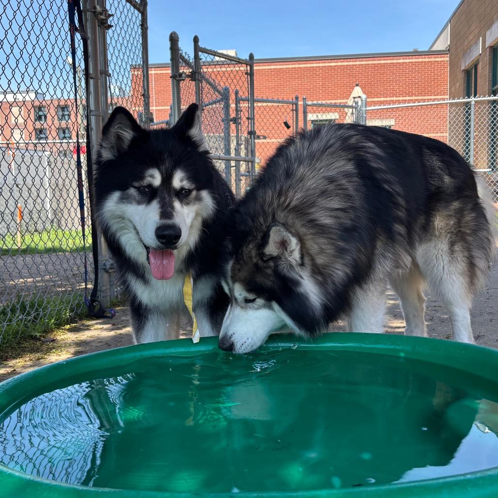Enlarge Shakira w/ Alexi *Fee Waived!* See our Video! - In foster, a Adoptable mixed breed in Springfield, MA image 4/4