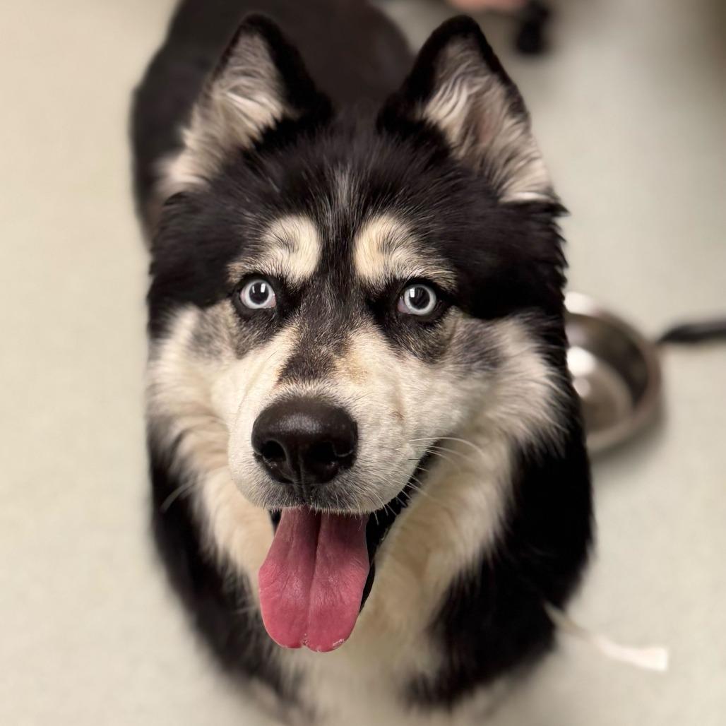 Enlarge Shakira w/ Alexi *Fee Waived!* See our Video!, a Adoptable mixed breed in Springfield, MA image 6/6
