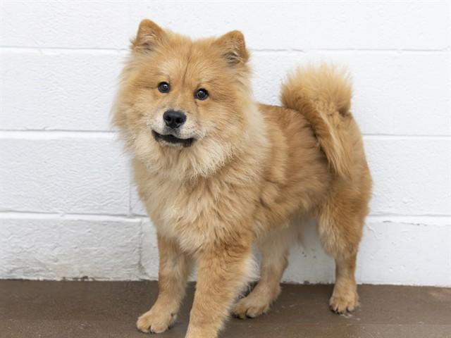 Enlarge ZEPHYR, a Adoptable Chow Chow in Phoenix, AZ image 1/1