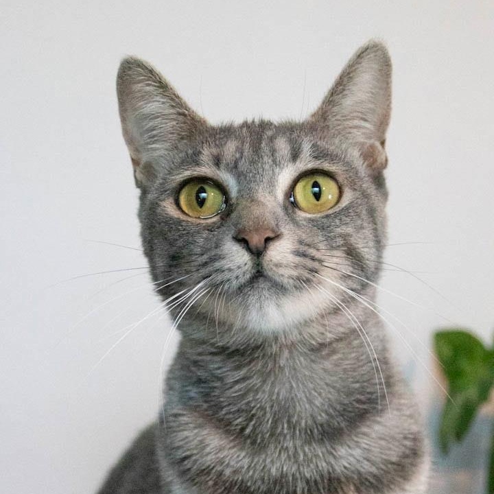 Enlarge Dorito, a Adoptable Domestic Short Hair in Haddon Heights, NJ image 1/6