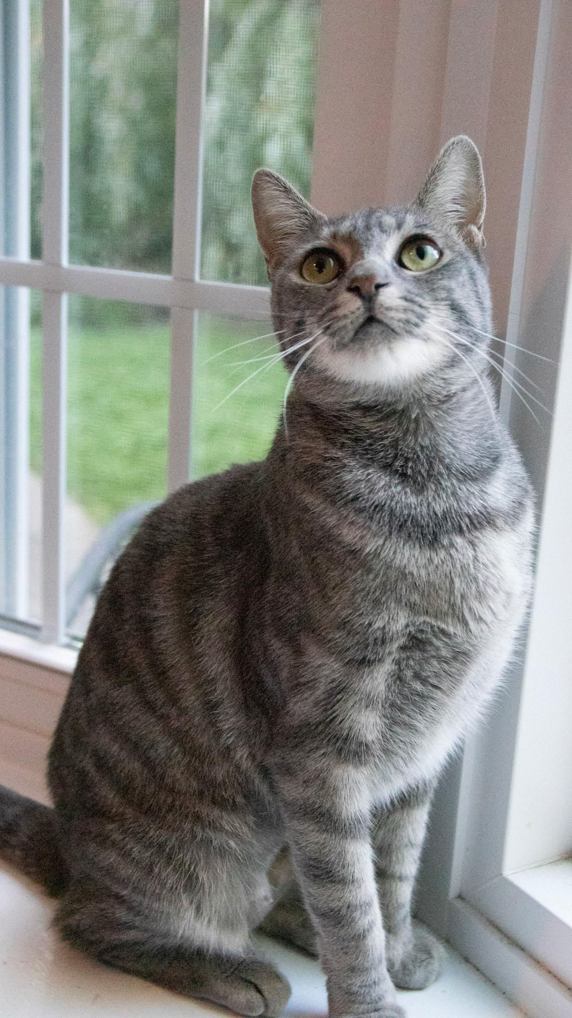 Enlarge Dorito, a Adoptable Domestic Short Hair in Haddon Heights, NJ image 6/6
