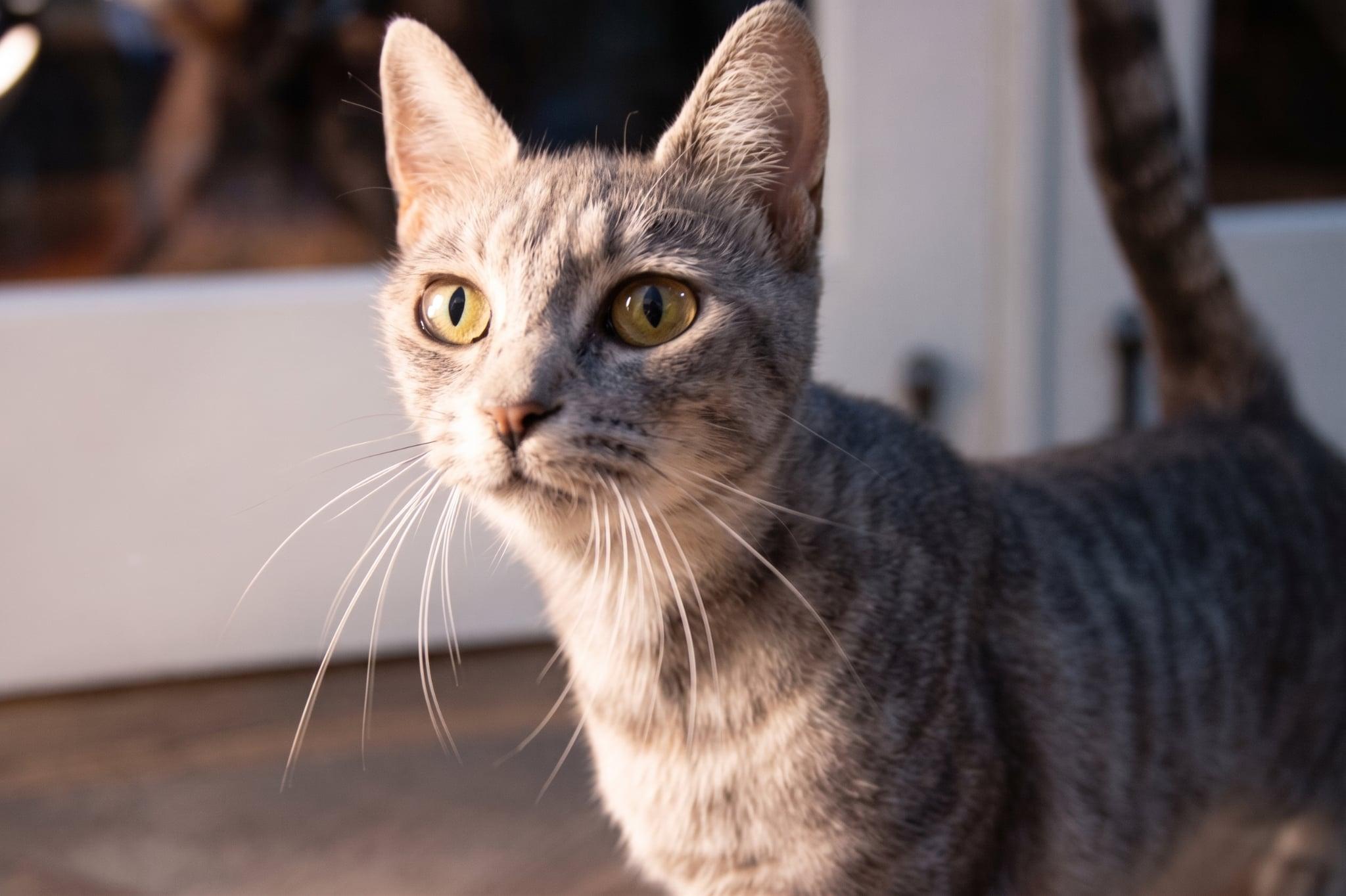 Enlarge Dorito, a Adoptable Domestic Short Hair in Haddon Heights, NJ image 3/4