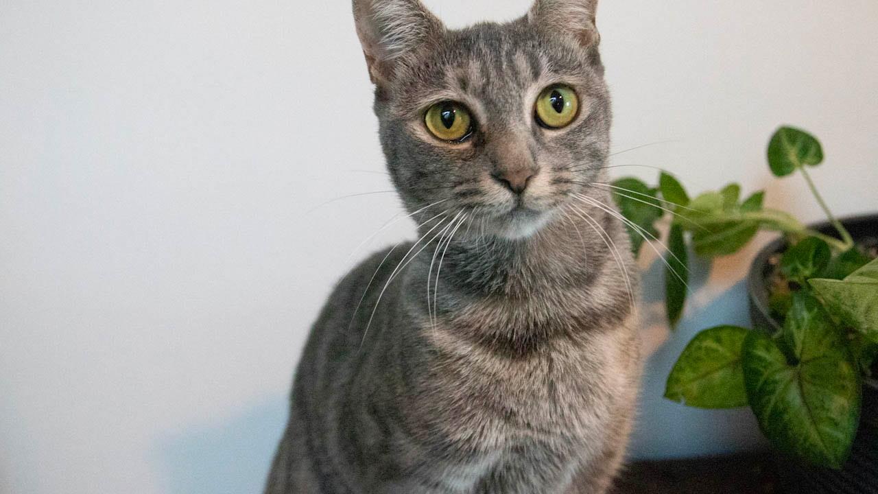 Enlarge Dorito, a Adoptable Domestic Short Hair in Haddon Heights, NJ image 5/6