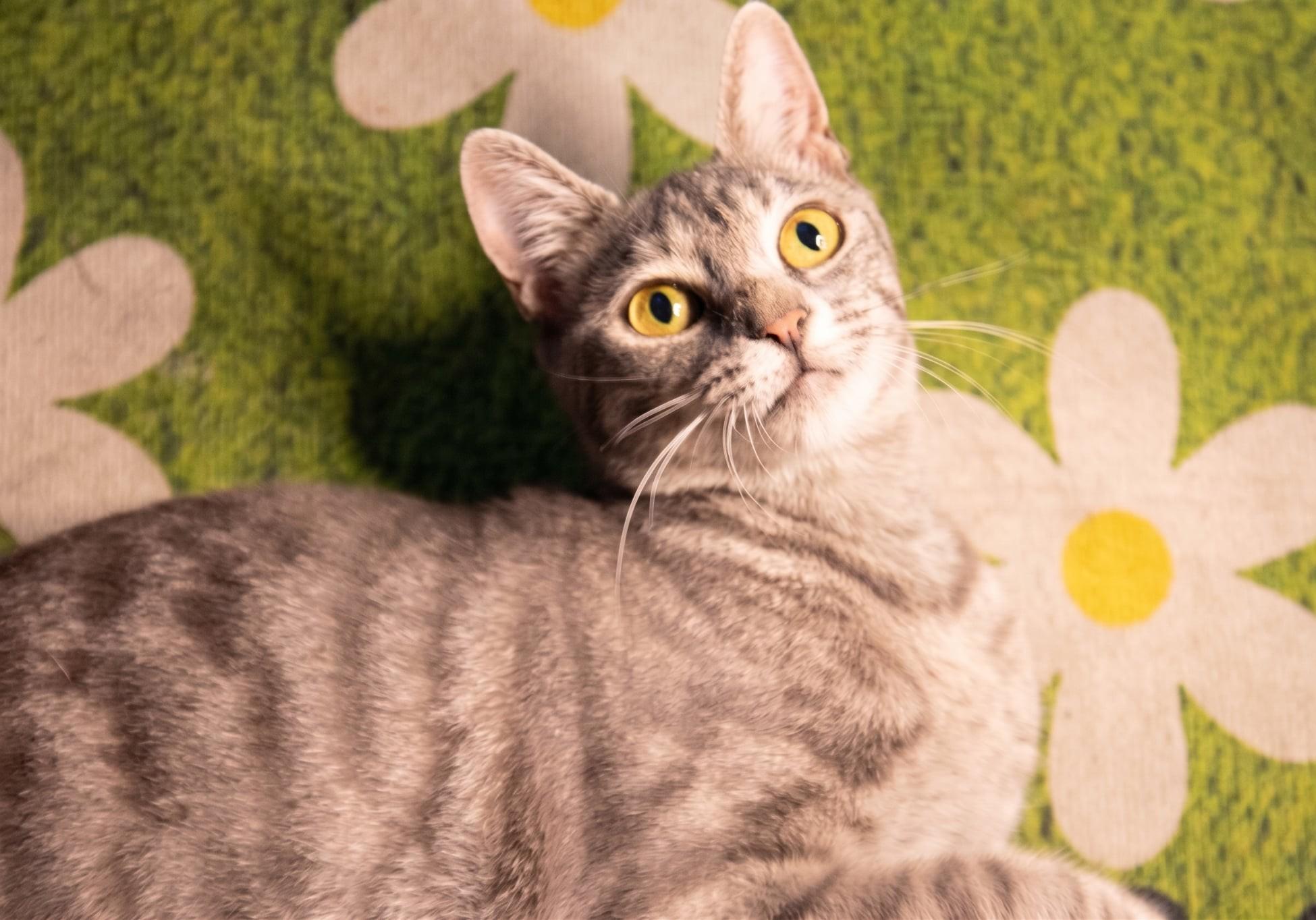 Dorito, Adoptable, Adult Female Domestic Short Hair.