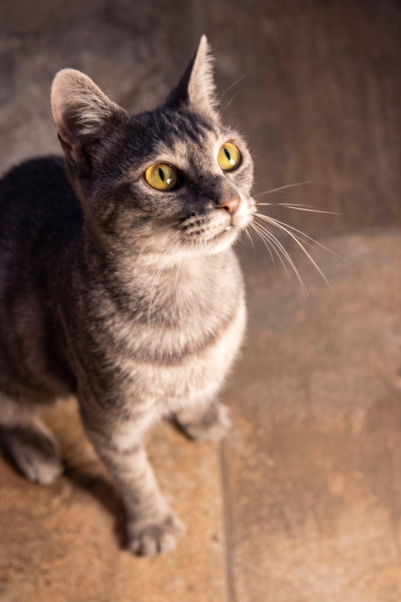 Enlarge Dorito, a Adoptable Domestic Short Hair in Haddon Heights, NJ image 4/4