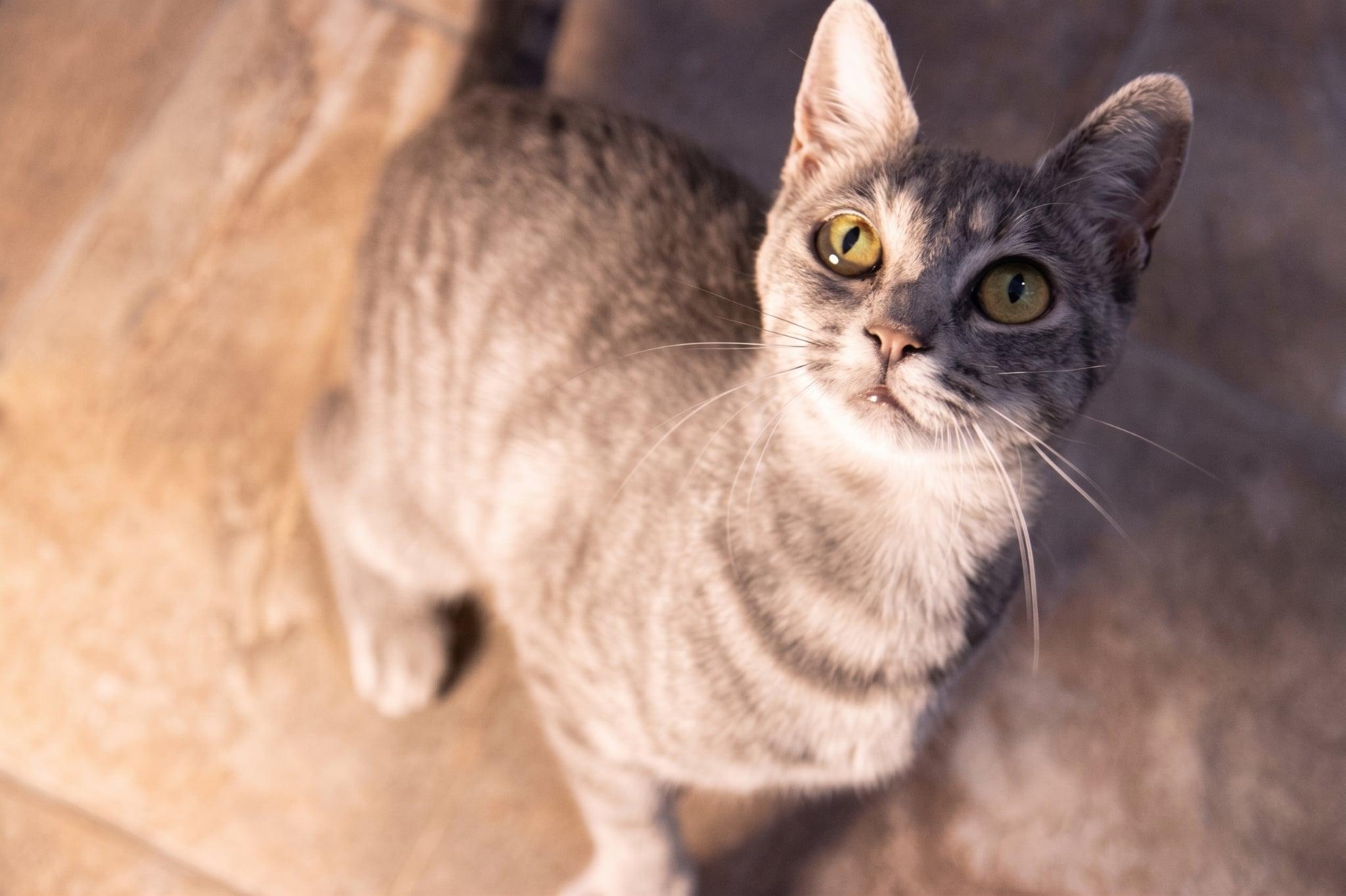 Enlarge Dorito, a Adoptable Domestic Short Hair in Haddon Heights, NJ image 2/4