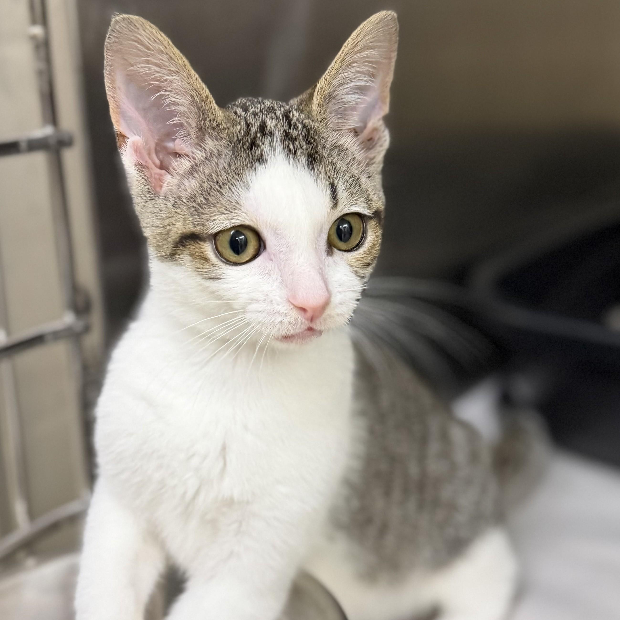 Symphony- 52646, an adopted Domestic Short Hair in Columbia, MD image 4/4