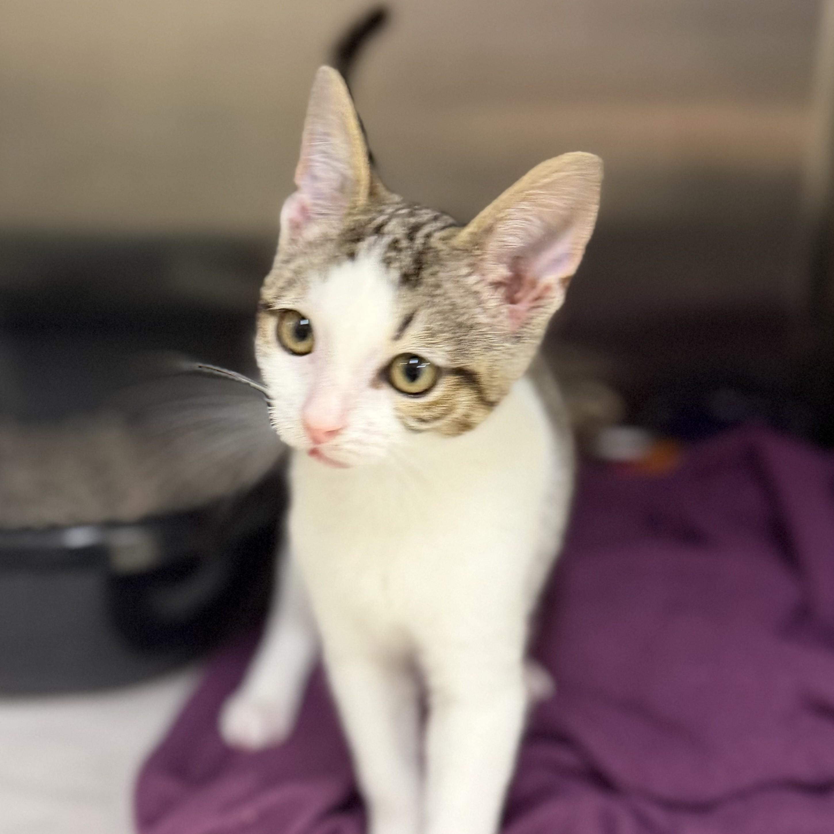 Symphony- 52646, an adopted Domestic Short Hair in Columbia, MD image 2/4