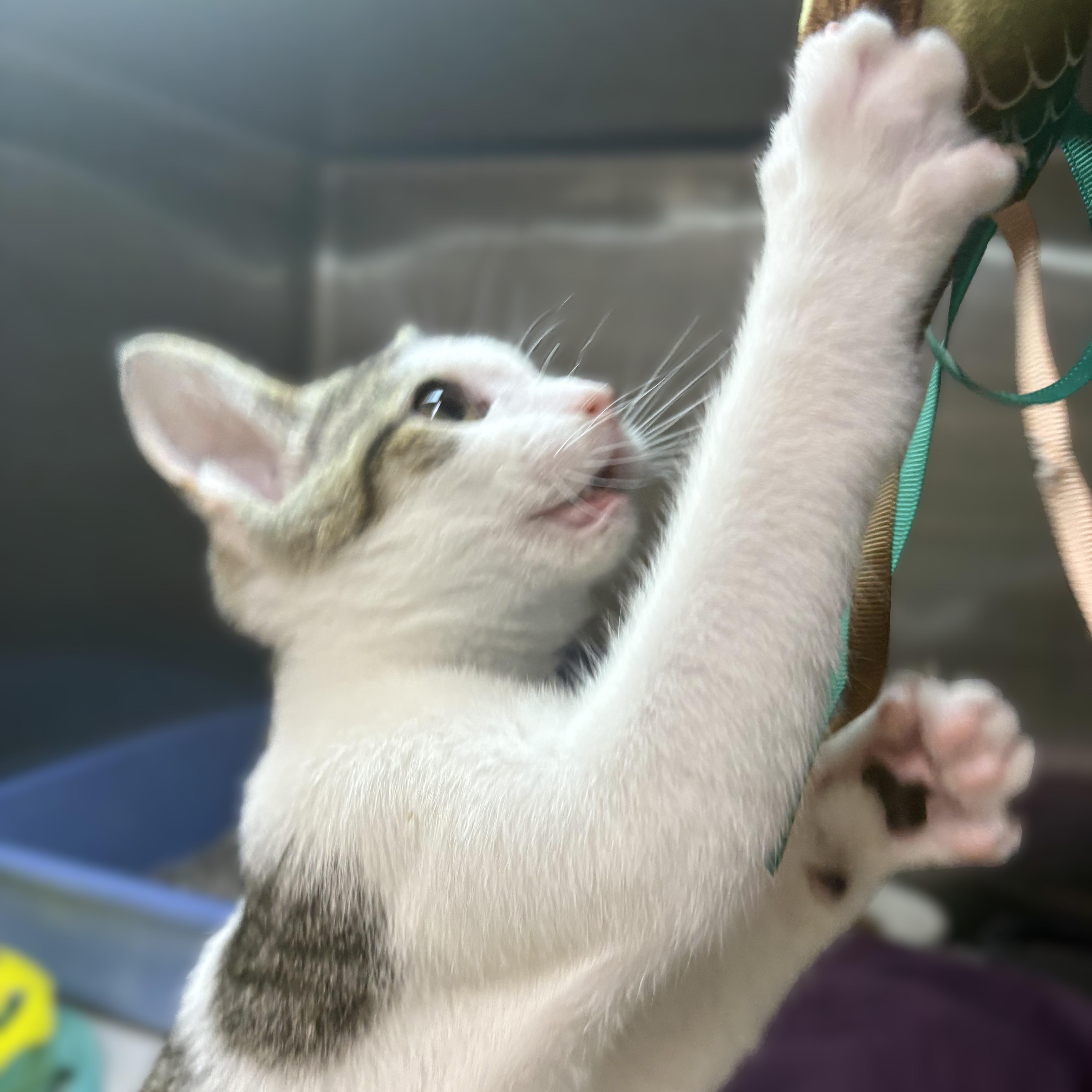 Symphony- 52646, an adopted Domestic Short Hair in Columbia, MD image 3/4