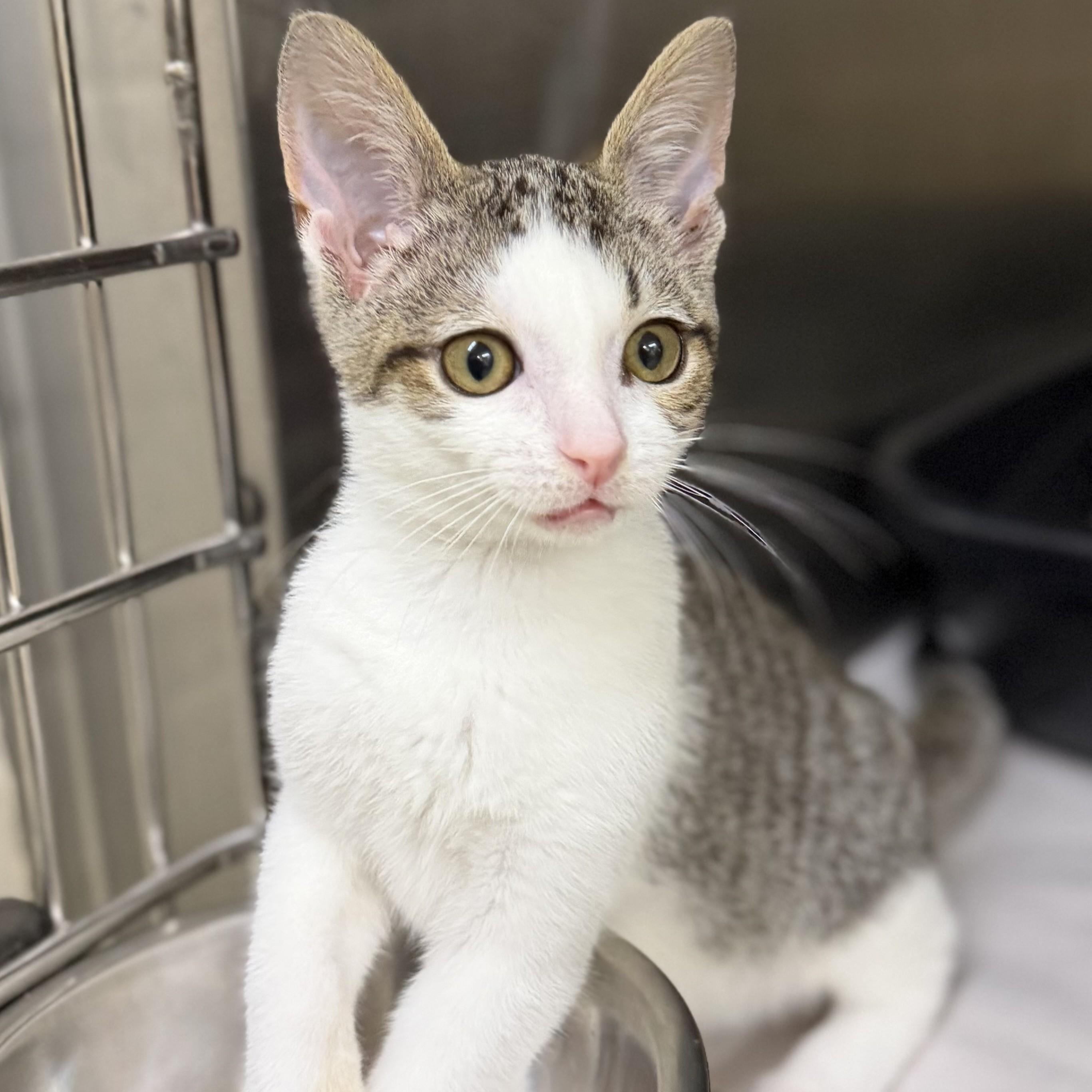 Symphony- 52646, an adopted Domestic Short Hair in Columbia, MD image 1/4