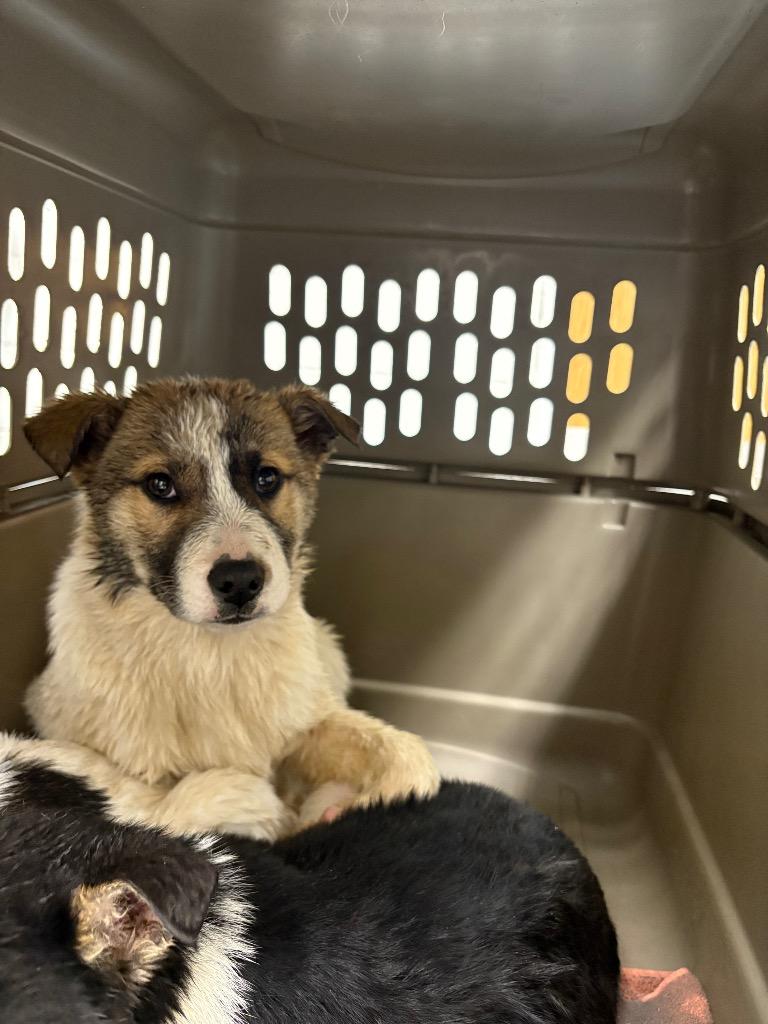Daisy, a Adopted mixed breed in Findlay, OH image 1/5