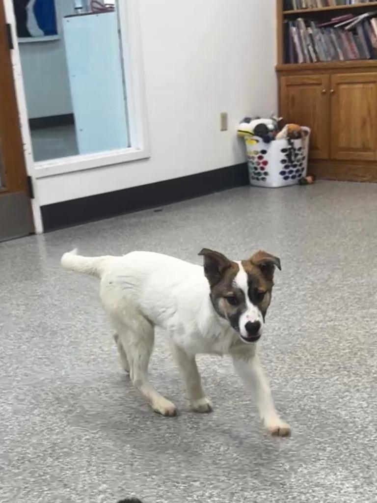 Daisy, a Adopted mixed breed in Findlay, OH image 2/5