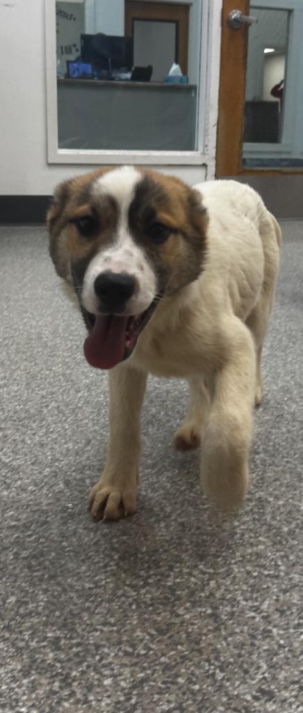 Daisy, a Adopted mixed breed in Findlay, OH image 3/5