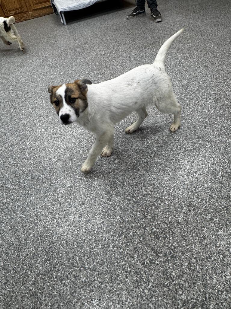 Daisy, a Adopted mixed breed in Findlay, OH image 4/5
