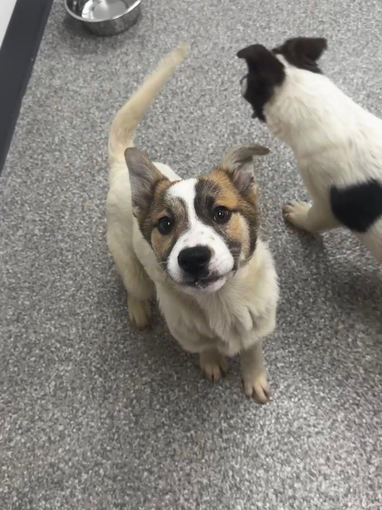 Daisy, a Adopted mixed breed in Findlay, OH image 5/5