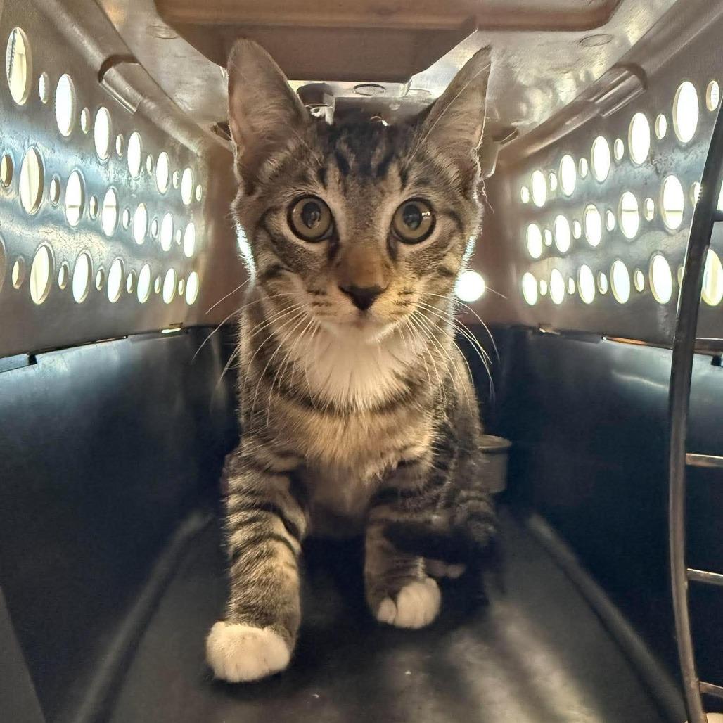 Rocket, Adoptable, Kitten Male Domestic Short Hair.