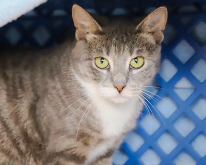 Gabriella, a Adoptable Domestic Short Hair in West Seneca, NY image 1/3