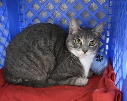 Enlarge Gabriella, a Adoptable Domestic Short Hair in West Seneca, NY image 1/3