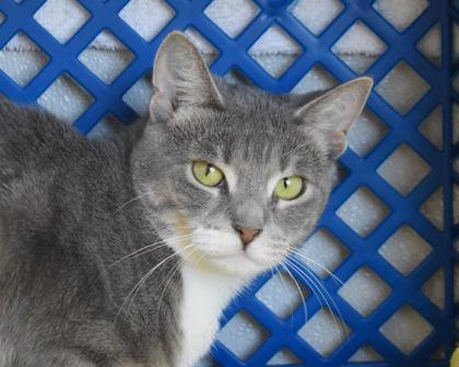 Enlarge Gabriella, a Adoptable Domestic Short Hair in West Seneca, NY image 2/3