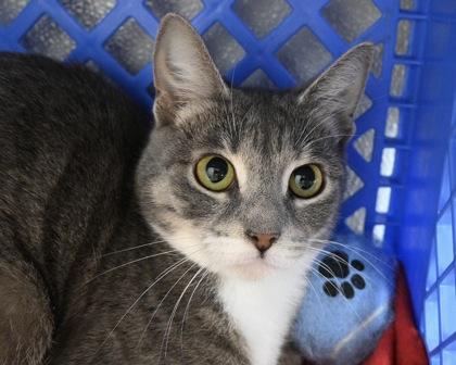 Enlarge Gabriella, a Adoptable Domestic Short Hair in West Seneca, NY image 2/3