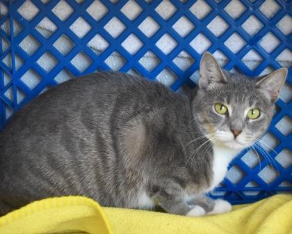 Enlarge Gabriella, a Adoptable Domestic Short Hair in West Seneca, NY image 3/3