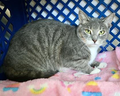 Enlarge Gabriella, a Adoptable Domestic Short Hair in West Seneca, NY image 1/3