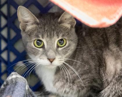 Enlarge Gabriella, a Adoptable Domestic Short Hair in West Seneca, NY image 3/3