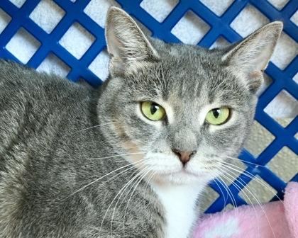 Enlarge Gabriella, a Adoptable Domestic Short Hair in West Seneca, NY image 2/3
