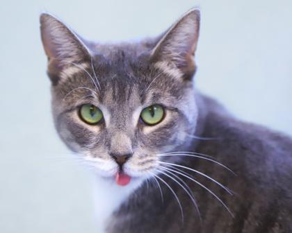 Enlarge Gabriella, a Adoptable Domestic Short Hair in West Seneca, NY image 2/3