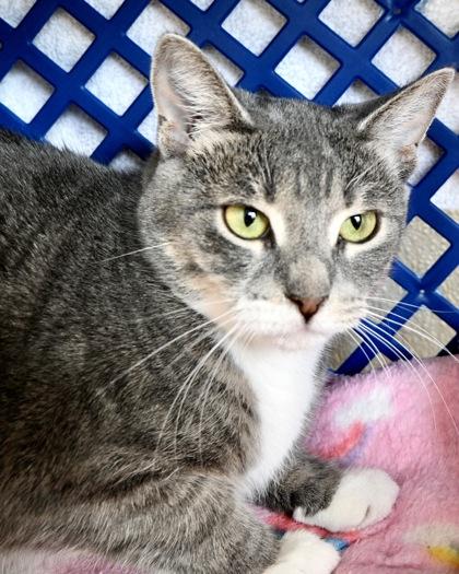 Enlarge Gabriella, a Adoptable Domestic Short Hair in West Seneca, NY image 3/3