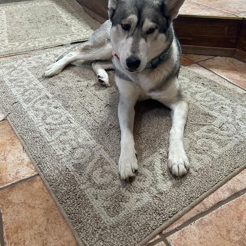 Enlarge Clara, a ADOPTABLE Siberian Husky in Deer Park, WA image 2/3