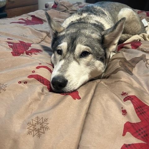 Enlarge Clara, a ADOPTABLE Siberian Husky in Deer Park, WA image 3/3