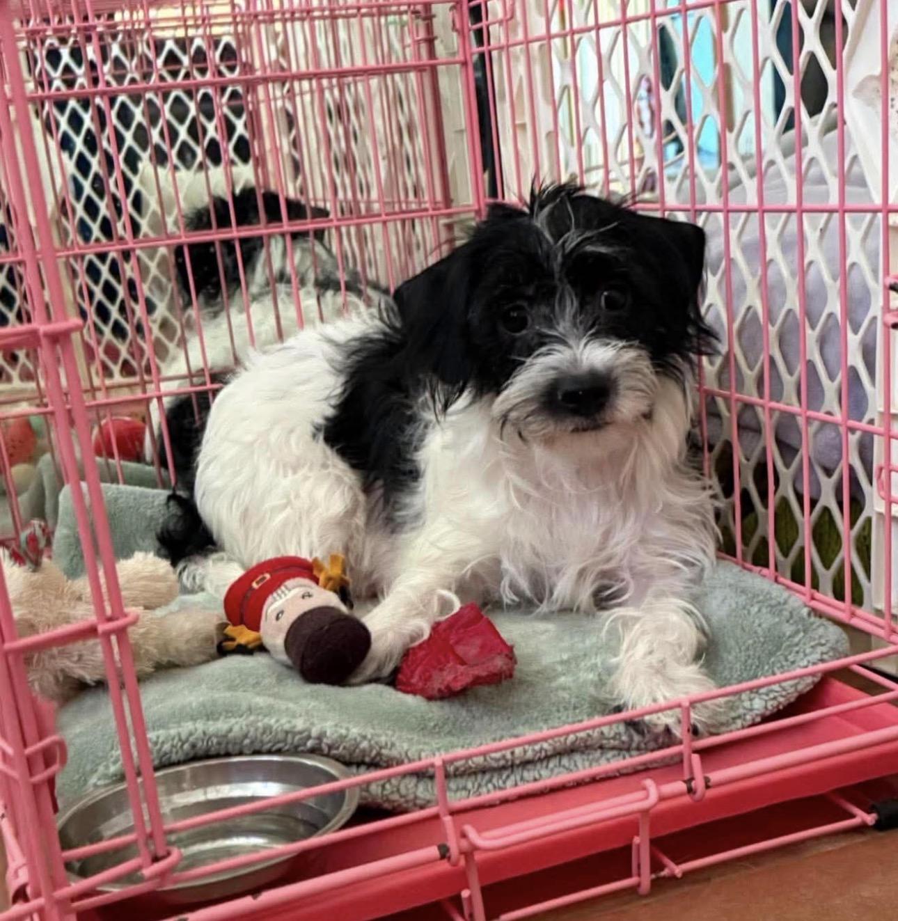 Magnolia, Adopted, Adult Female Terrier.