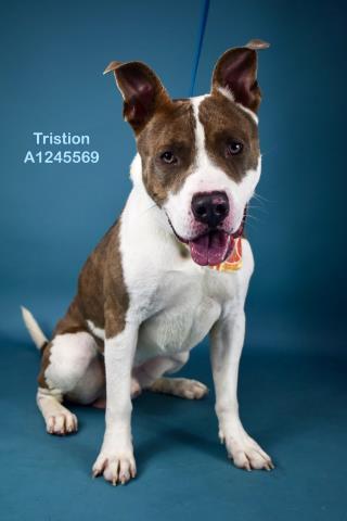 Tristan -- URGENT, adoptable, Adult Male Pit Bull Terrier & Husky.