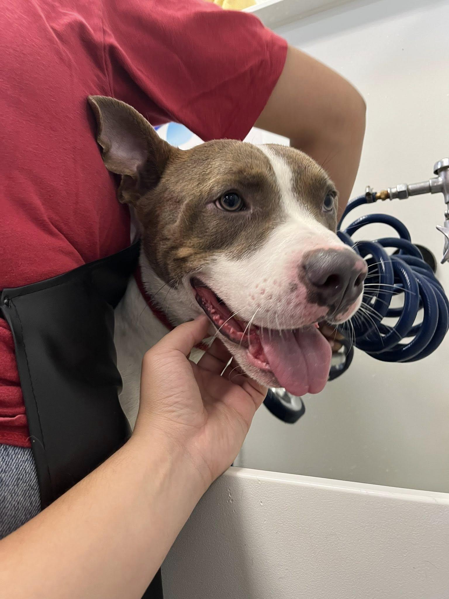 Enlarge Tristan -- URGENT, an adoptable mixed breed in Thousand Oaks, CA image 3/6