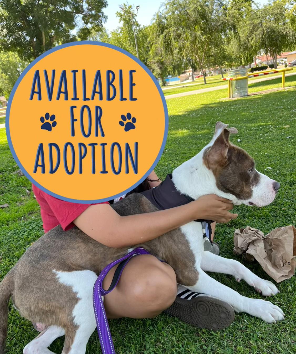 Enlarge Tristan -- URGENT, an adoptable mixed breed in Thousand Oaks, CA image 4/6