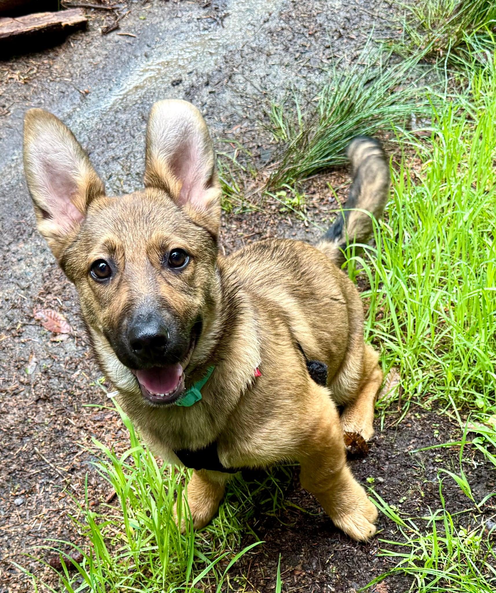 MarleyMarie, ADOPTABLE, Young Female Corgi.