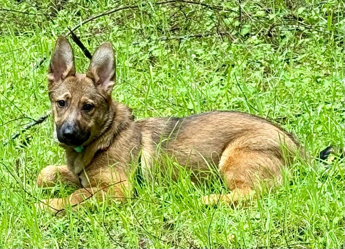 Enlarge MarleyMarie, a ADOPTABLE mixed breed in Hoopa, CA image 3/3