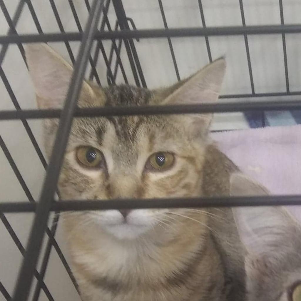 Goldielocks, Adoptable, Adult Female American Shorthair.