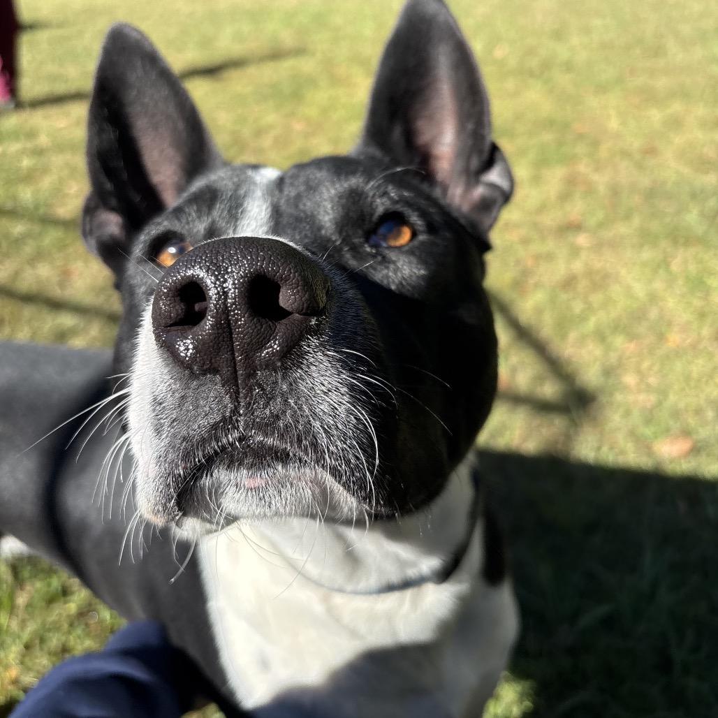 Enlarge Dakota, a Adoptable mixed breed in Montgomery, AL image 1/6