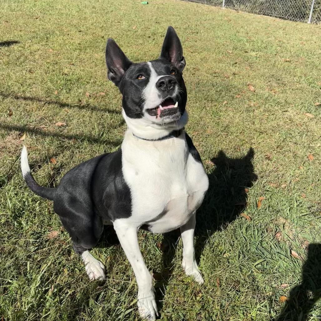 Enlarge Dakota, a Adoptable mixed breed in Montgomery, AL image 2/6