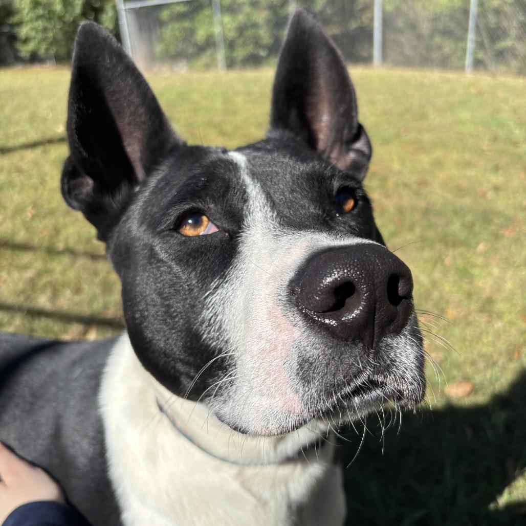 Enlarge Dakota, a Adoptable mixed breed in Montgomery, AL image 3/6