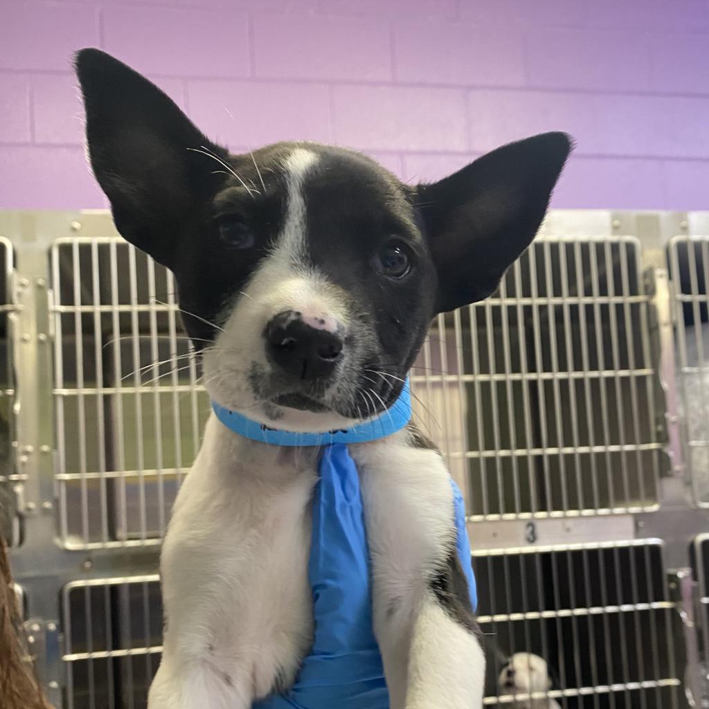 Enlarge Dakota, a Adoptable mixed breed in Montgomery, AL image 4/6