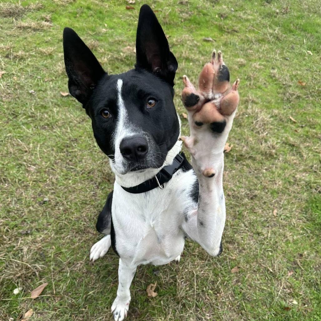 Enlarge Dakota, a Adoptable mixed breed in Montgomery, AL image 5/6