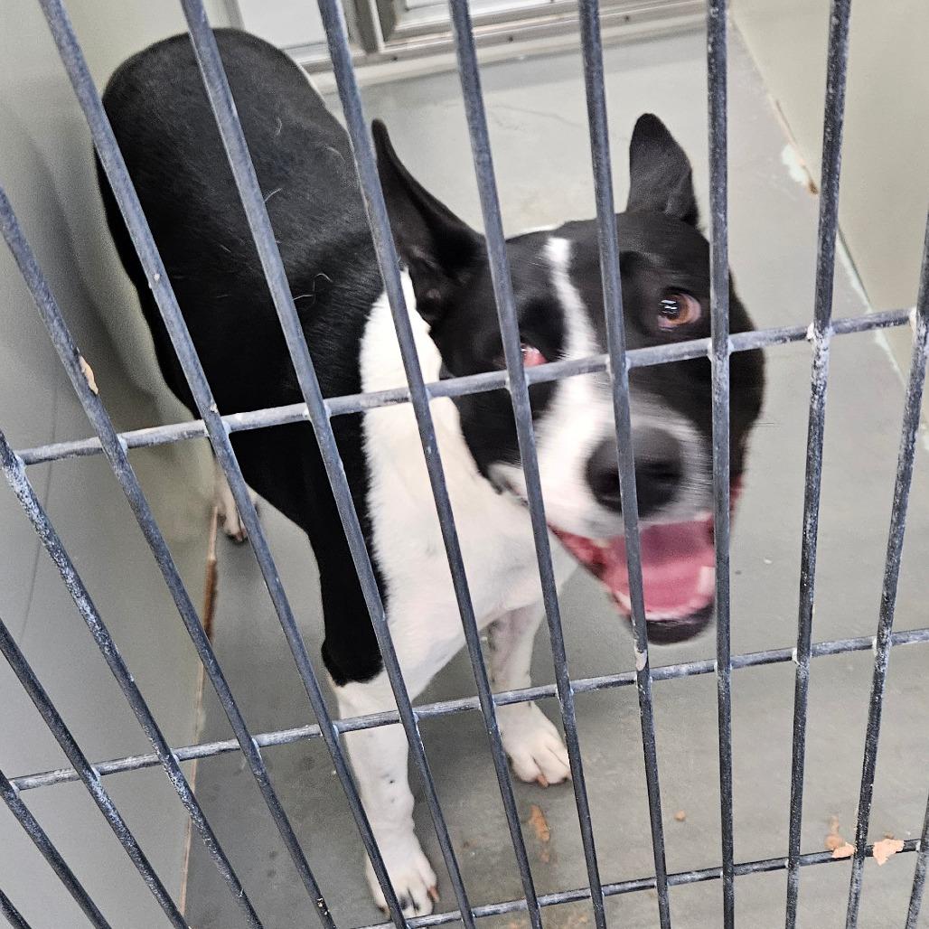 Enlarge Dakota, a Adoptable mixed breed in Montgomery, AL image 6/6