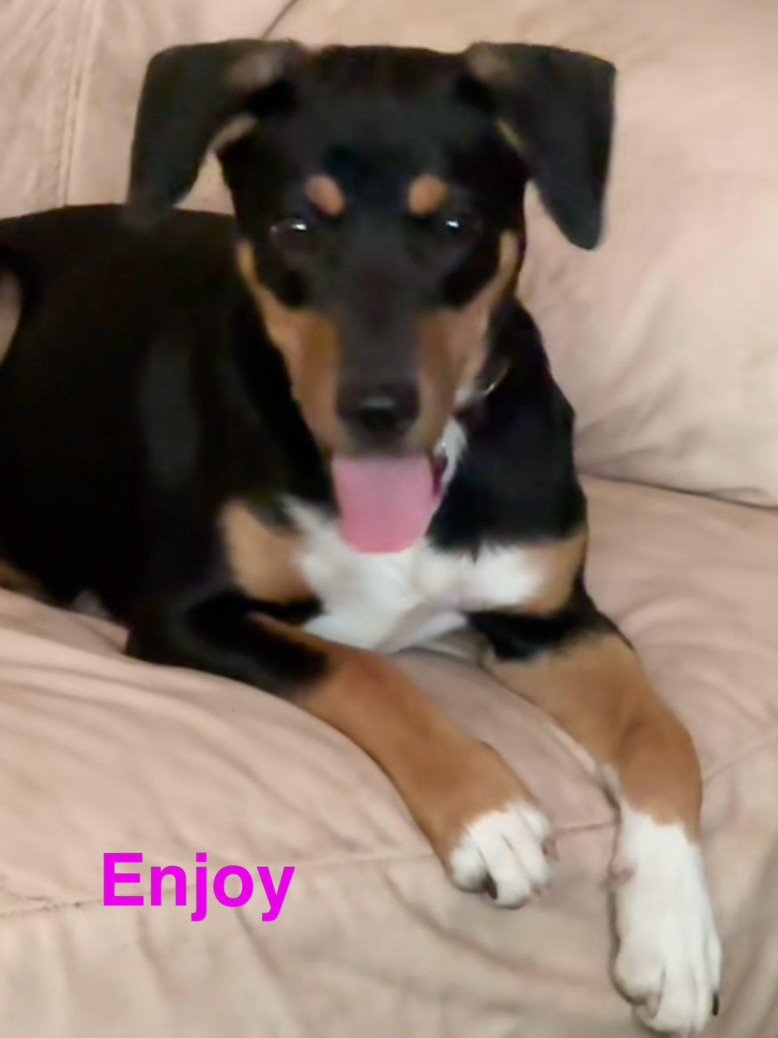 Enjoy, a Adoptable mixed breed in Navarre, FL image 2/3