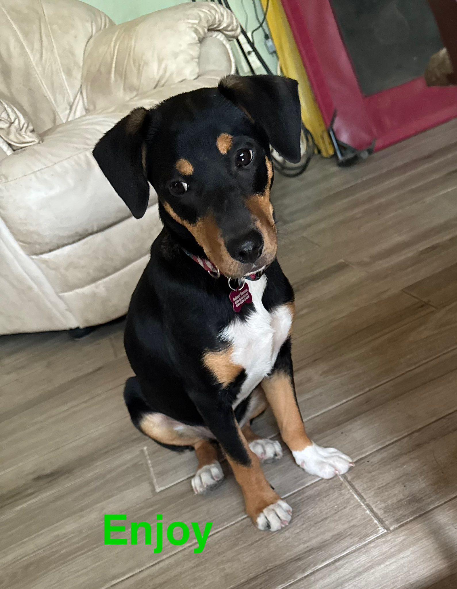 Enjoy, a Adoptable mixed breed in Navarre, FL image 3/3