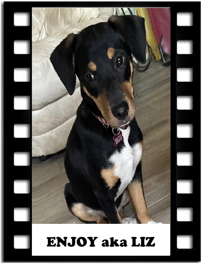 Enjoy, a Adoptable mixed breed in Navarre, FL image 1/3