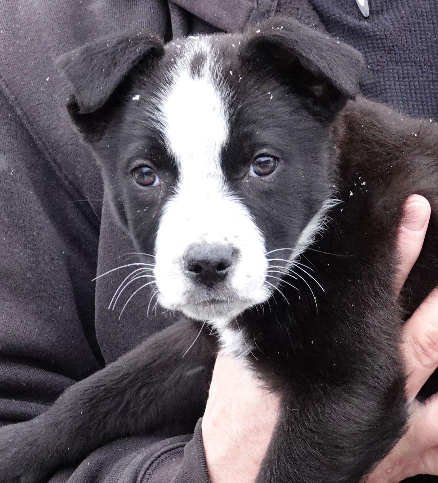 Enlarge Smokey - RESCUED , an adoption pending mixed breed in Millfield, OH image 1/3